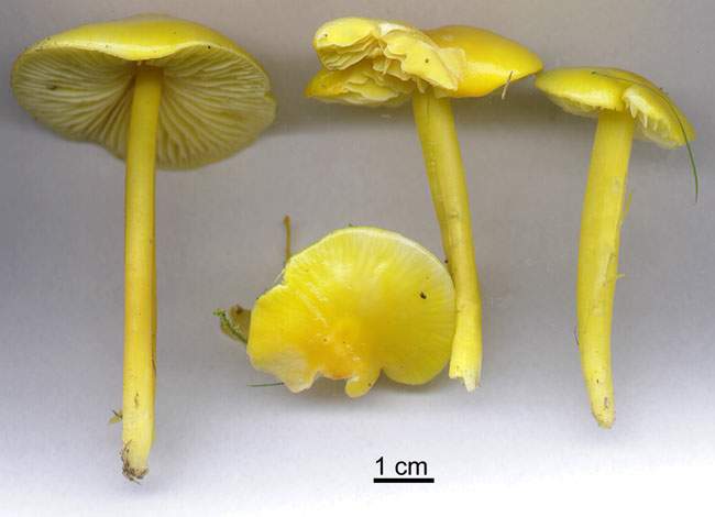 Hygrocybe ceracea